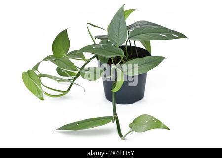 Maison tropicale en pot 'Epipremnum Pinnatum Cebu Blue' avec feuilles bleu-argent sur fond blanc Banque D'Images