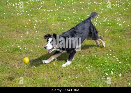 Jeune Tricolour Border Collie attrapant une balle jaune à l'extérieur dans un champ en plein soleil. Banque D'Images