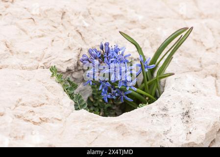 Courge à deux feuilles en fleurs (Scilla bifolia) sur Ak Dagi, Kas, Turquie Banque D'Images