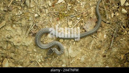Serpent lisse sauvage Coronella austriaca sur sable herbe reptile steppe et pierres mouvement lent puissant juvénile rare rampant sur des proies à la recherche de roches Banque D'Images