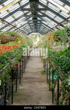 Un couloir serein dans une serre, bordé de paniers suspendus débordants et de parterres de plantes luxuriantes. Les panneaux de toit transparents permettent à la lumière naturelle d'améliorer les couleurs vives des fleurs. Banque D'Images