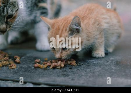 Deux chatons sont vus partager un repas sur une surface urbaine altérée. Un petit chaton orange rejoint son frère tabby dans un moment de survie et de liaison. Chatons se nourrissant dans la rue Banque D'Images