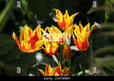 Tulipes Tulipa 'Fire Wings' rouge-jaune poussant dans un jardin Banque D'Images