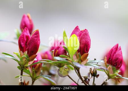 Bourgeons d’azalée rose prêts à fleurir (Rhododendron molle japonica) Banque D'Images