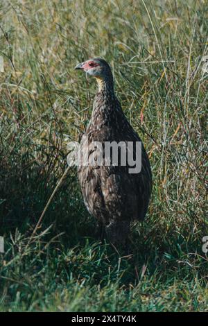 Spurfowl à cou jaune perché, vif à l'aube kenyane. Banque D'Images