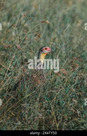 Spurfowl à cou jaune perché, vif à l'aube kenyane. Banque D'Images