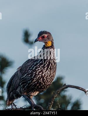 Spurfowl à cou jaune perché, vif à l'aube kenyane. Banque D'Images