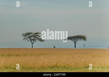 Deux acacia se dressent sur les prairies dorées du Masai Mara Banque D'Images