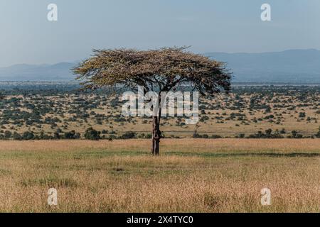 Arbre d'acacia solitaire dans la vaste savane ol Pejeta Banque D'Images