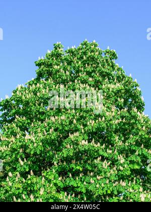 Châtaignier à cheval européen (Aesculus hippocastanum) en pleine fleur - centre de la France. Banque D'Images