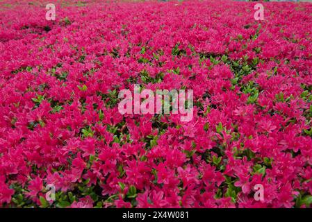 Un champ de fleurs roses avec des feuilles vertes. Les fleurs sont en pleine floraison et le champ est luxuriant et vibrant Banque D'Images