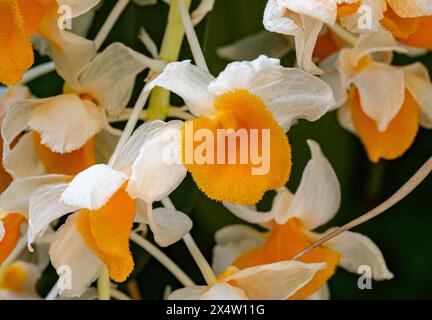 Belle Orchidée dendrobium thyrsiflorum en matinée au jardin, forêt de haute altitude orchid communément appelée la pomme-comme racème Dendrobium Banque D'Images