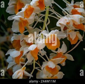 Belle Orchidée dendrobium thyrsiflorum en matinée au jardin, forêt de haute altitude orchid communément appelée la pomme-comme racème Dendrobium Banque D'Images