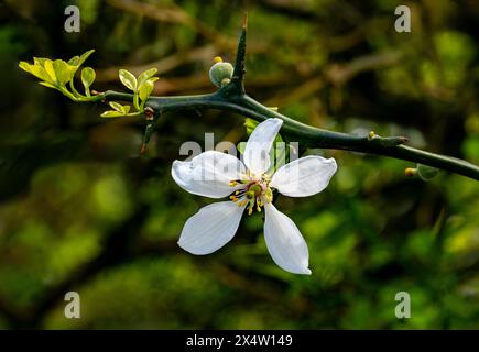 Les agrumes Poncirus trifoliata fleurissent début mai Banque D'Images