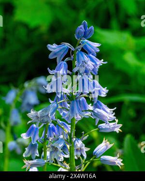 Hyacinthoides hispanica Bluebell espagnole Banque D'Images