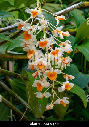 Belle Orchidée dendrobium thyrsiflorum en matinée au jardin, forêt de haute altitude orchid communément appelée la pomme-comme racème Dendrobium Banque D'Images