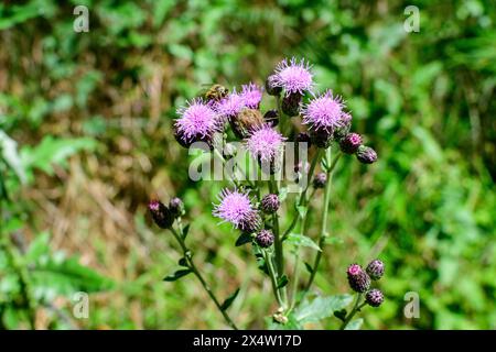 Délicate fleurs roses et pourpres de Carduus nutans plante, communément connu sous le nom de musc ou de nodding chardon sans plomb, dans un jardin dans un jour ensoleillé d'été, nati Banque D'Images