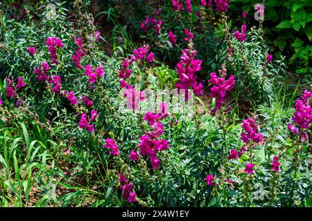 Beaucoup de fleurs de dragon rose vif ou de vivandragons ou d'Antirrhinum dans un jardin ensoleillé de printemps, beau fond floral extérieur photographié avec des focu doux Banque D'Images