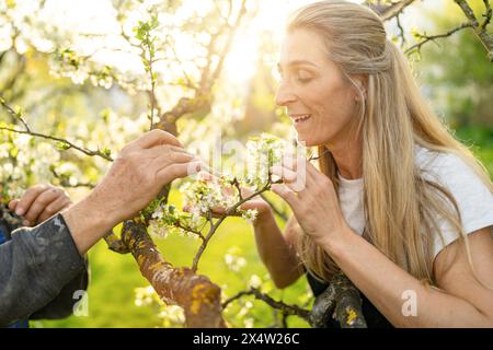 Femme mature souriant tandis qu'un homme pollinise les fleurs de pomme avec un pinceau à la lumière du soleil Banque D'Images