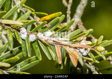 Hemlock Woolly Adelgid - Adelges tsugae Banque D'Images