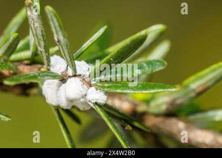 Hemlock Woolly Adelgid - Adelges tsugae Banque D'Images