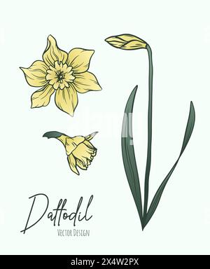 Illustration d'art de ligne botanique de fleurs de jonquille ou de narcisse pour invitation et cartes de mariage, conception de logo, web, médias sociaux et affiche, modèle Illustration de Vecteur