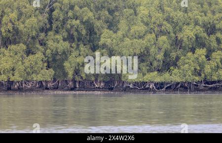 Le parc national des Sundarbans est une grande forêt côtière de mangroves, partagée par l'Inde et le Bangladesh. Banque D'Images