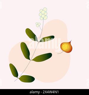 Ensemble de feuilles d'automne ou d'été. Illustration vectorielle dessinée à la main Illustration de Vecteur