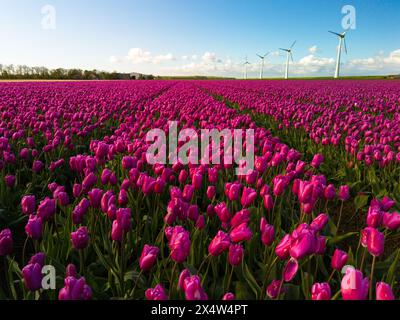 Un spectacle époustouflant d'un champ recouvert de tulipes roses éclatantes, se balançant gracieusement tandis que les moulins à vent se dressent en arrière-plan, capturant l'essence du printemps aux pays-Bas. Banque D'Images