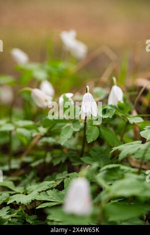 De délicates fleurs blanches d'anémone émergent au début du printemps, capturées avec un fond de flou pour rehausser leur beauté douce et éthérée. Banque D'Images