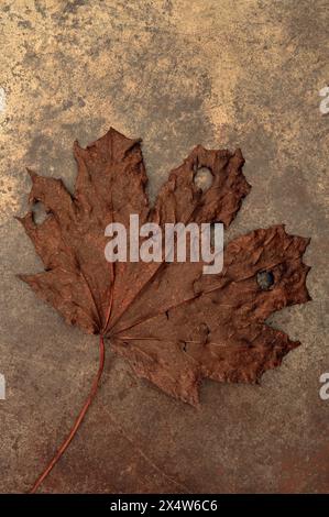 Feuille d'automne et tige d'érable de Norvège séchées et aplaties brunes riches reposant sur de la pierre à croûte Banque D'Images