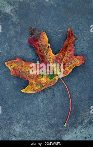 Feuille d'automne unique et tige d'érable Fiueld passant du vert au jaune et rouge écarlate couché sur ardoise Banque D'Images