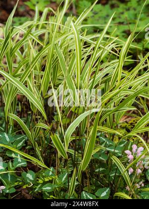 Variété rayée verte et blanche de l'herbe rustique de la forêt japonaise, Hakonechloa macra 'Samurai' Banque D'Images