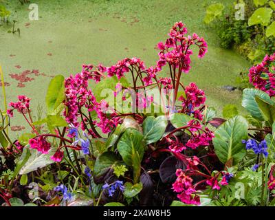 Fleurs printanières de la plante de jardin vivace à feuilles persistantes robuste Bergenia 'Bressingham Salmon' Banque D'Images