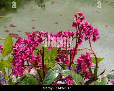 Fleurs printanières de la plante de jardin vivace à feuilles persistantes robuste Bergenia 'Bressingham Salmon' Banque D'Images