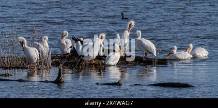 Les pélicans blancs d'Amérique (Pelecanus erythrorhynchos) se rassemblent sur une petite île du Valentine National Wildlife refuge au Nebraska. Banque D'Images