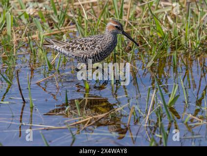 Pier de sable sur échasses (Calidris himantopus) dans un étang de la région des dunes du Nebraska. Banque D'Images