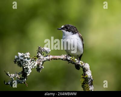 Pied flycatcher mâle au printemps dans le centre du pays de Galles Banque D'Images