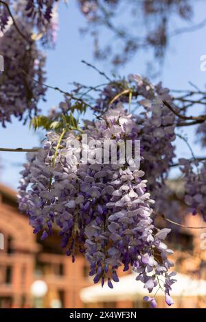 Argile fleurie sur le fond du ciel bleu. Fleurs de Wisteria. Photo de haute qualité Banque D'Images