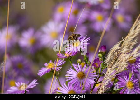 Abeille de miel collectant le nectar des asters violets dans le jardin Banque D'Images