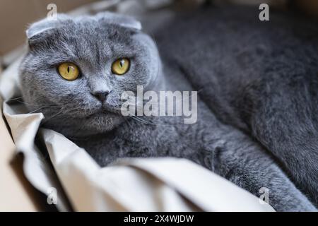 Gros plan d'un chat Scottish Fold gris aux yeux jaunes frappants, niché dans une boîte en carton Banque D'Images