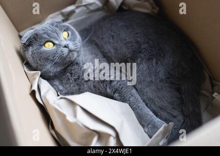 Chat gris Scottish Fold couché dans une boîte en carton, regardant vers le haut avec des yeux jaune vif Banque D'Images