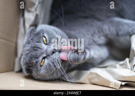 Chat Scottish Fold gris ludique toilettant sa patte à l'intérieur d'une boîte en carton avec la langue dehors Banque D'Images