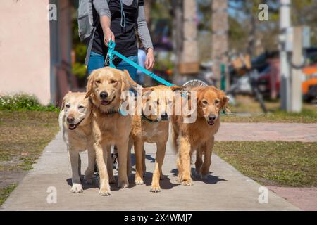 Gros plan d'une femme marchant dans la rue avec quatre chiens, Floride, États-Unis Banque D'Images