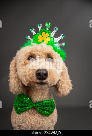 Mini doré vêtu d'un noeud papillon vert et d'une couronne pour la St Patrick Banque D'Images