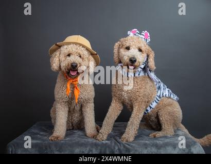 Deux Mini Goldendoodles vêtus de guides de safari et de costumes de zèbre Banque D'Images