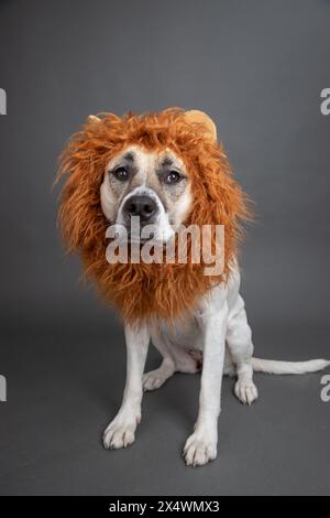 Portrait d'un chien pit Bull vêtu d'un costume de lion Banque D'Images