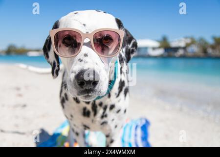 Portrait d'un dalmatien debout sur une serviette de plage portant des lunettes de soleil, Floride, États-Unis Banque D'Images