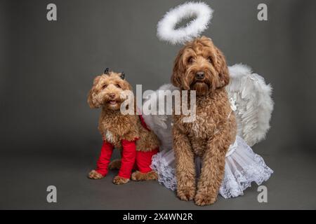 Portrait d'un mini goldendoodle et goldendoodle habillé comme un ange et le diable Banque D'Images