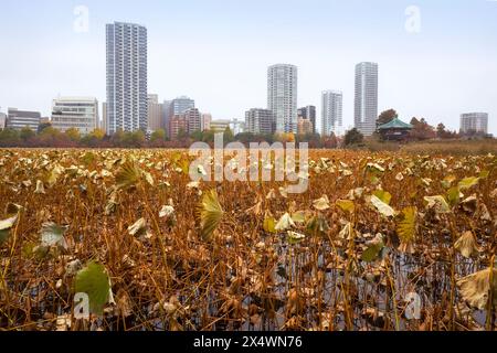 Nénuphars dans l'étang Shinobazu en automne, parc Ueno, Taito, Tokyo, Honshu, Japon Banque D'Images